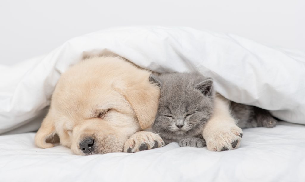 布団で寝ている犬と猫