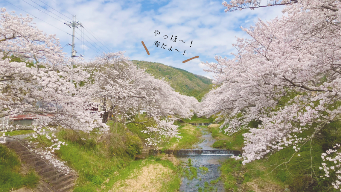 春ですね。京田辺市では桜が満開です！不安定な気持ちを落ち着かせる「モノ」の力とは