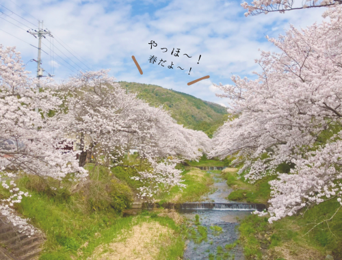 春ですね。京田辺市では桜が満開です！不安定な気持ちを落ち着かせる「モノ」の力とは